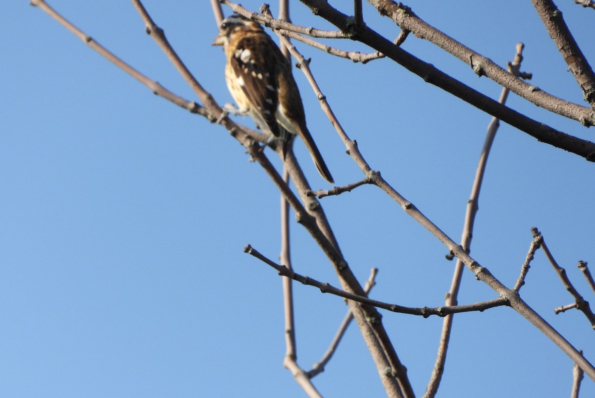 Rose-breasted Grosbeak - ML608452733