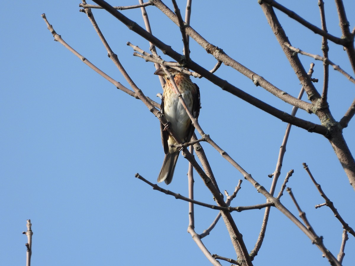 Rose-breasted Grosbeak - ML608452734