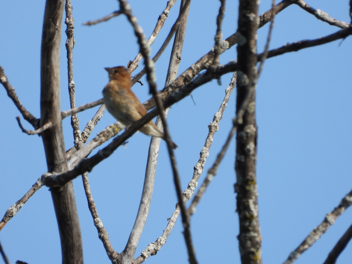 Passerin indigo - ML608452762