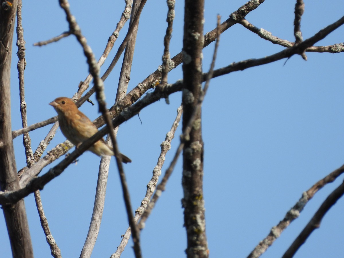 Indigo Bunting - ML608452763