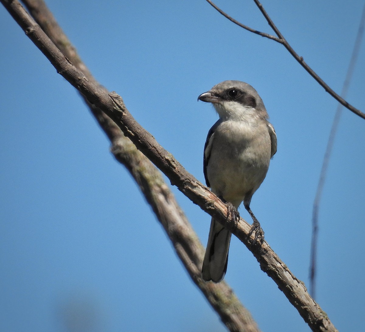 Loggerhead Shrike - ML608452780