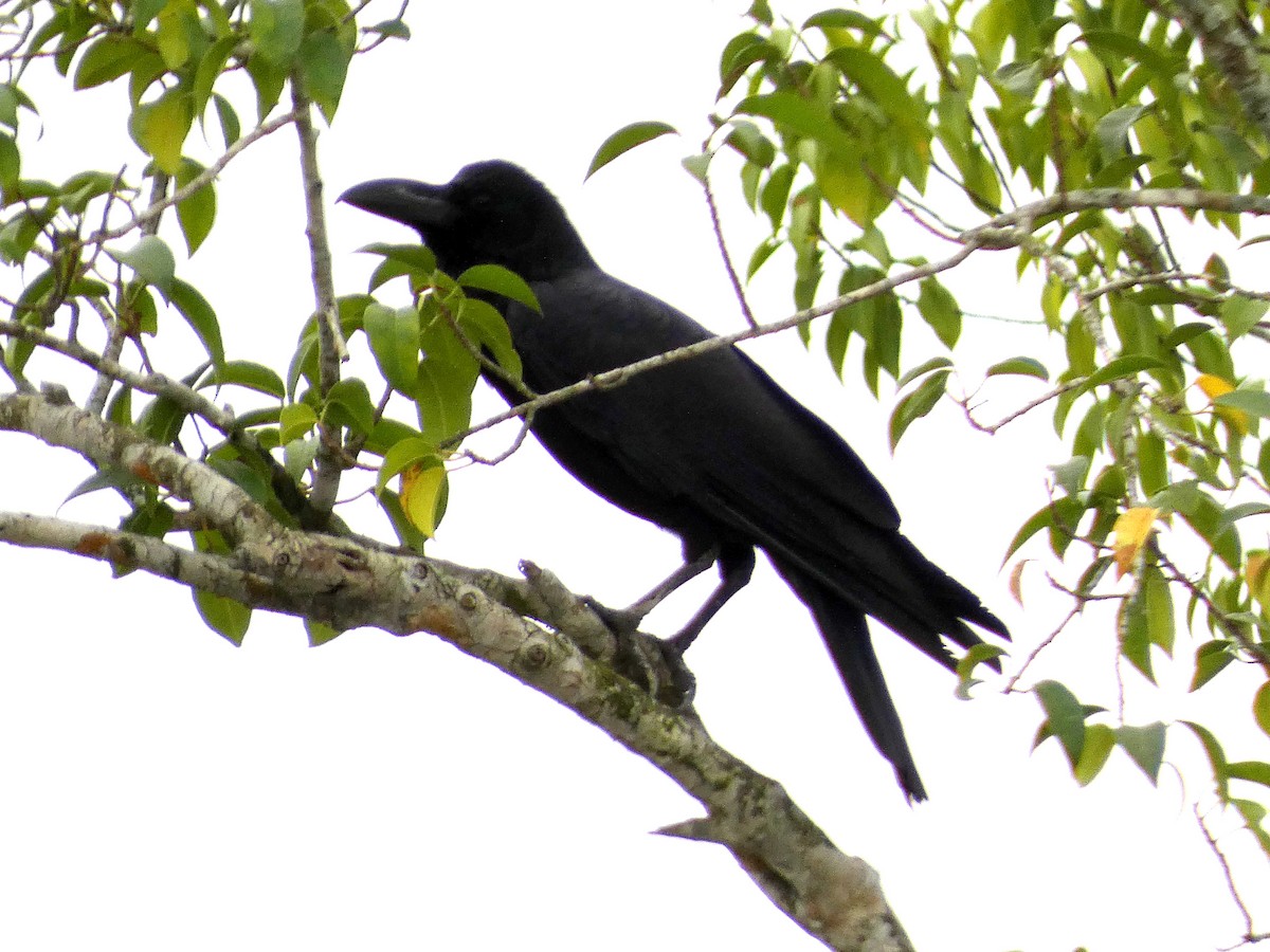 Large-billed Crow (Indian Jungle) - ML608452886