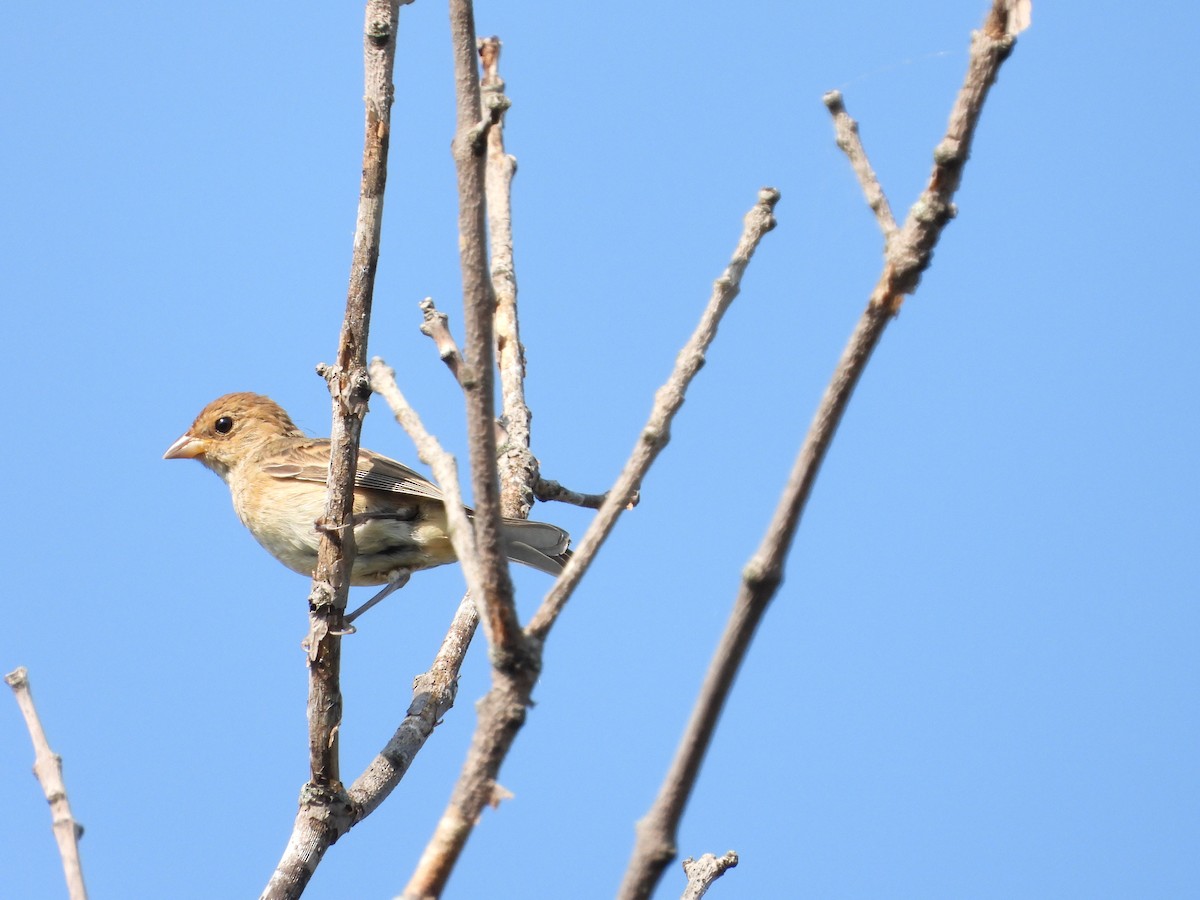 Indigo Bunting - ML608452958