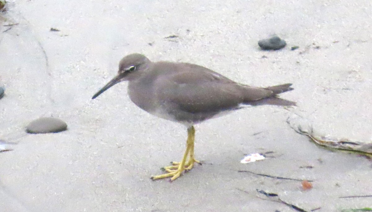 Wandering Tattler - ML608453210