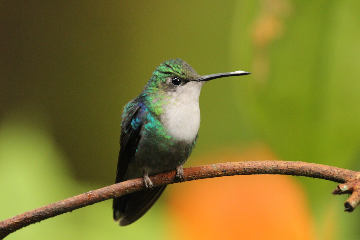 kolibřík vidloocasý - ML608453381