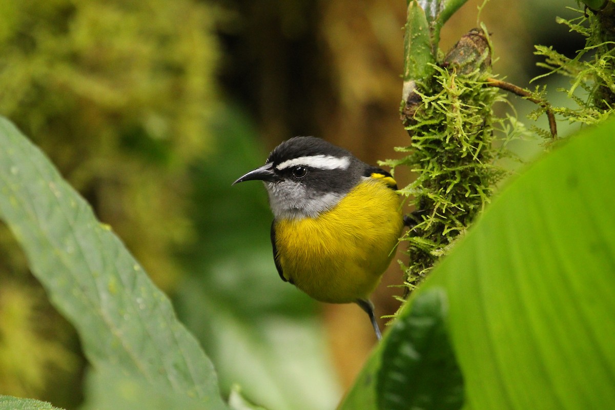 Bananaquit - ML608453405