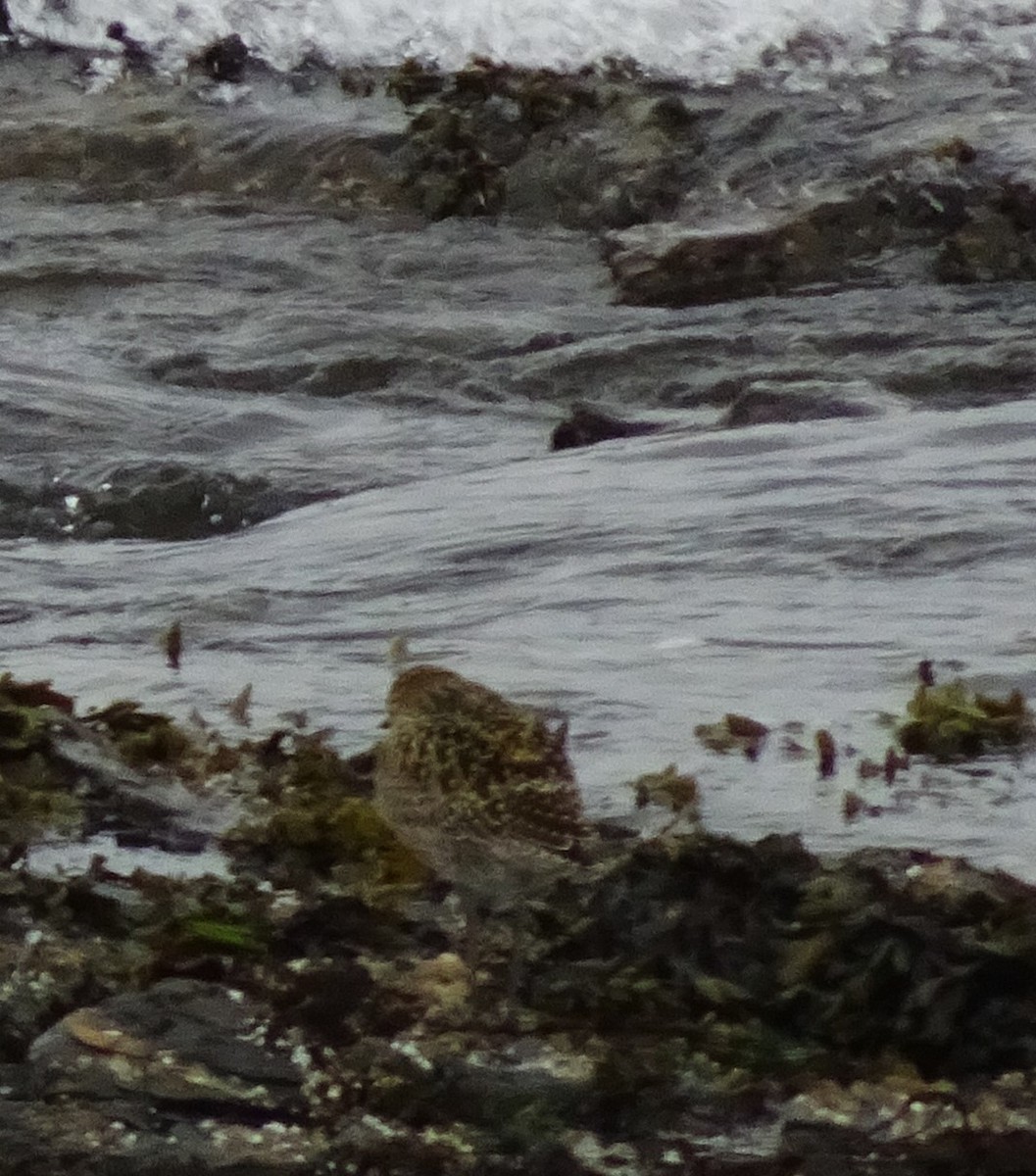 Pacific Golden-Plover - Gwen Taylor