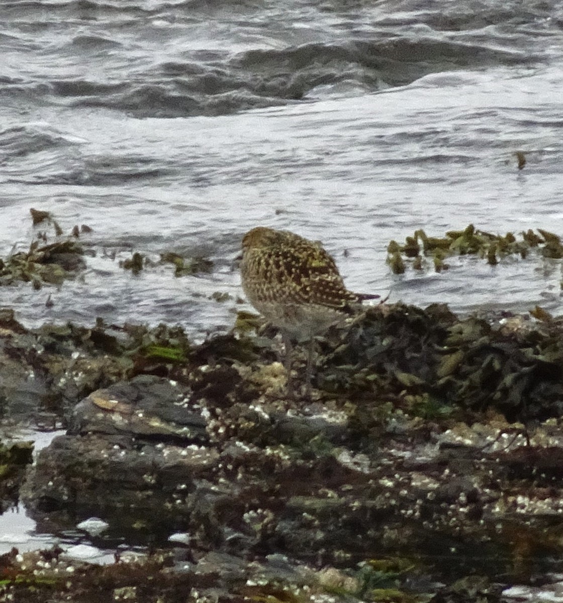 Pacific Golden-Plover - Gwen Taylor