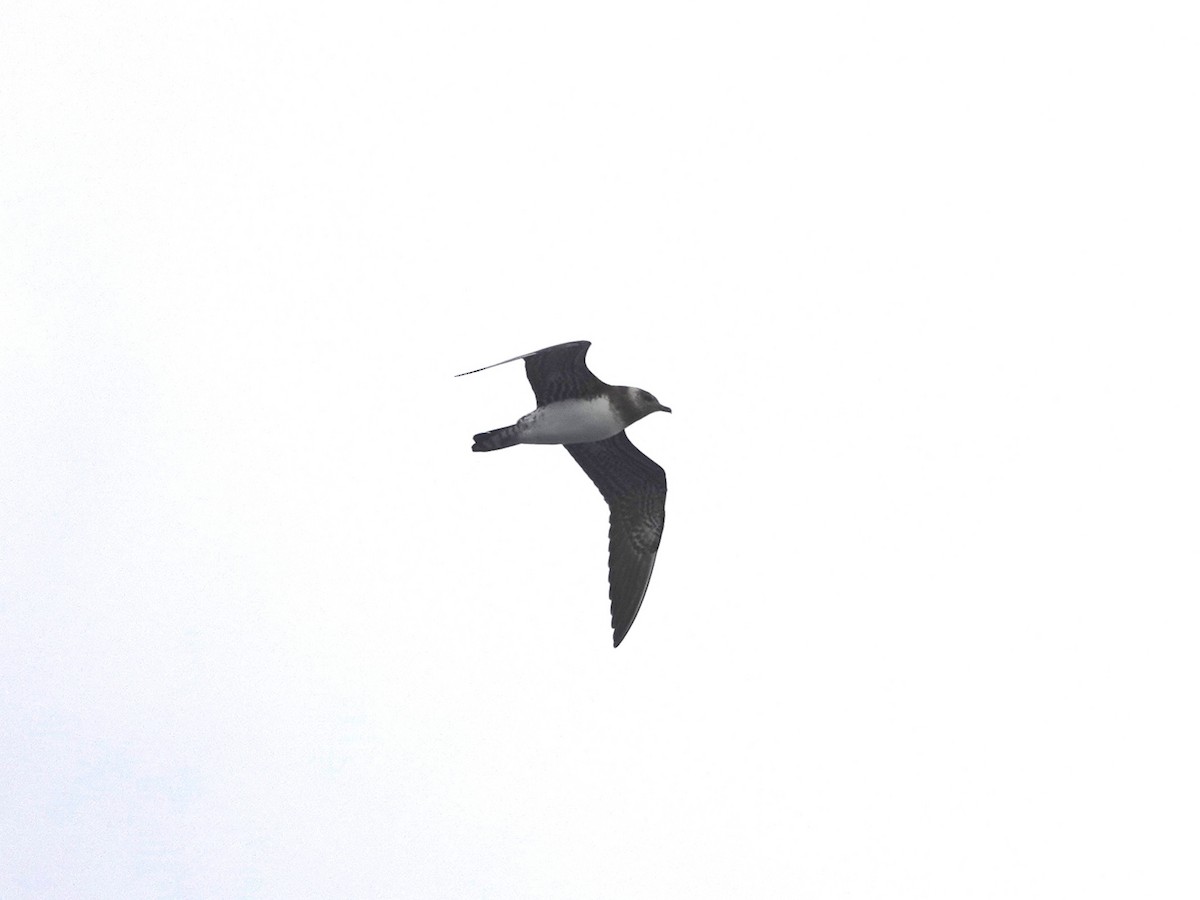 Long-tailed Jaeger - ML608453445