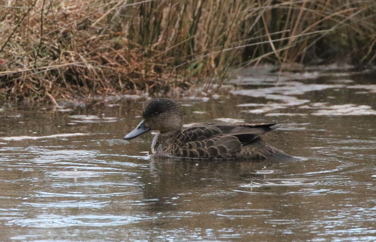 Chestnut Teal - Mike "mlovest" Miller