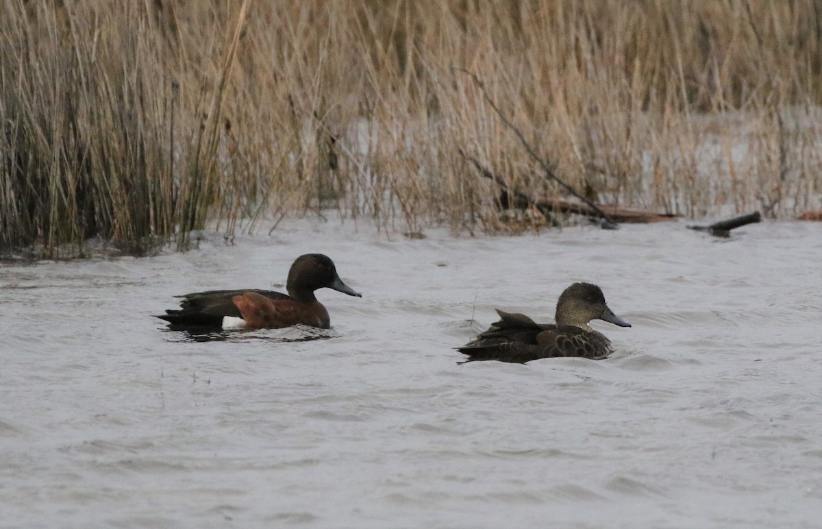 Chestnut Teal - Mike "mlovest" Miller