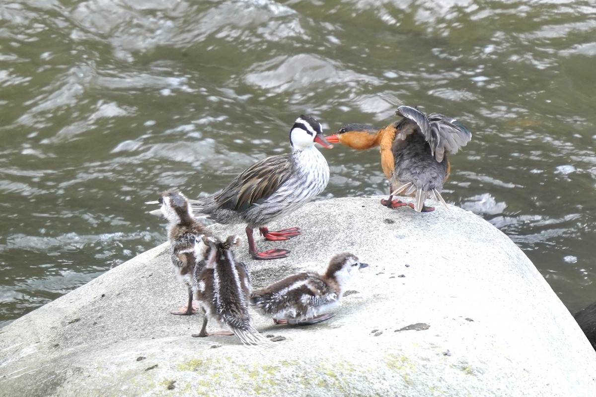 Torrent Duck - Luis Carlos García Mejía