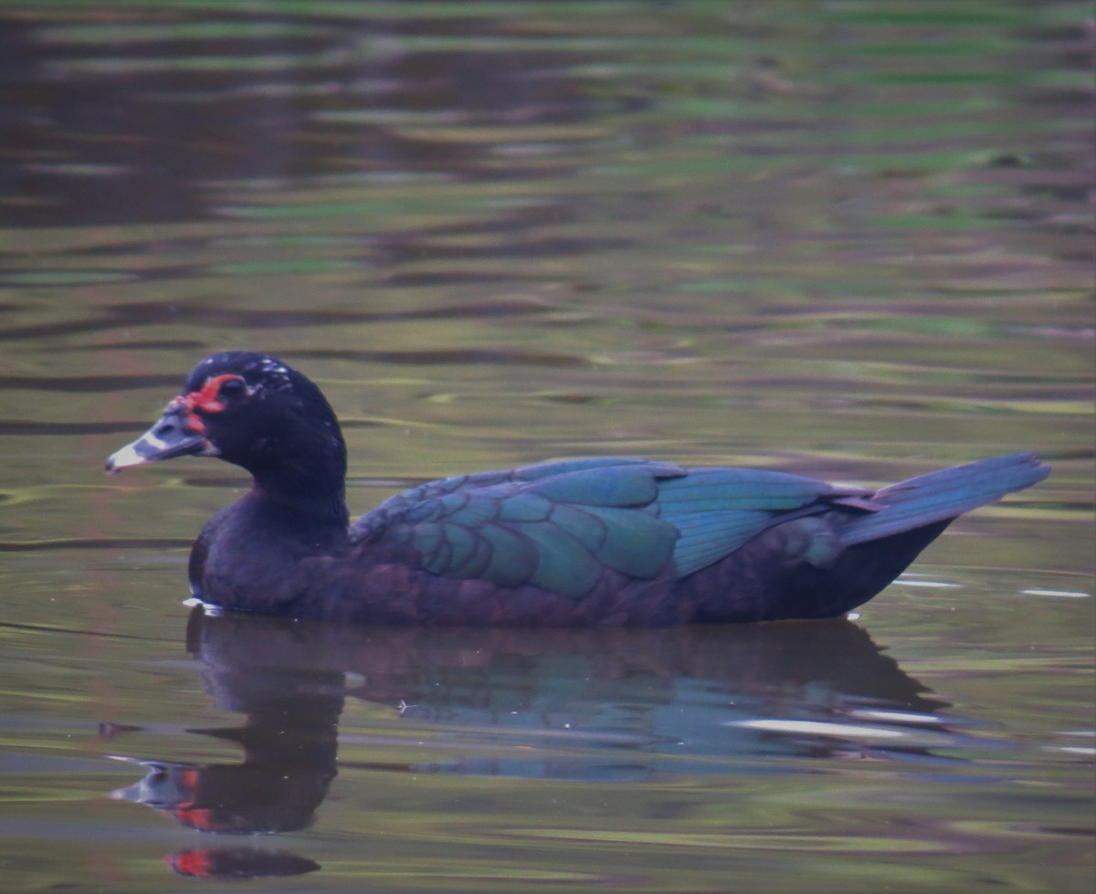 Muscovy Duck - ML608453684