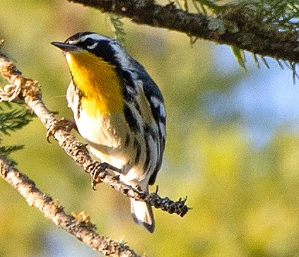 Yellow-throated Warbler - ML608453775