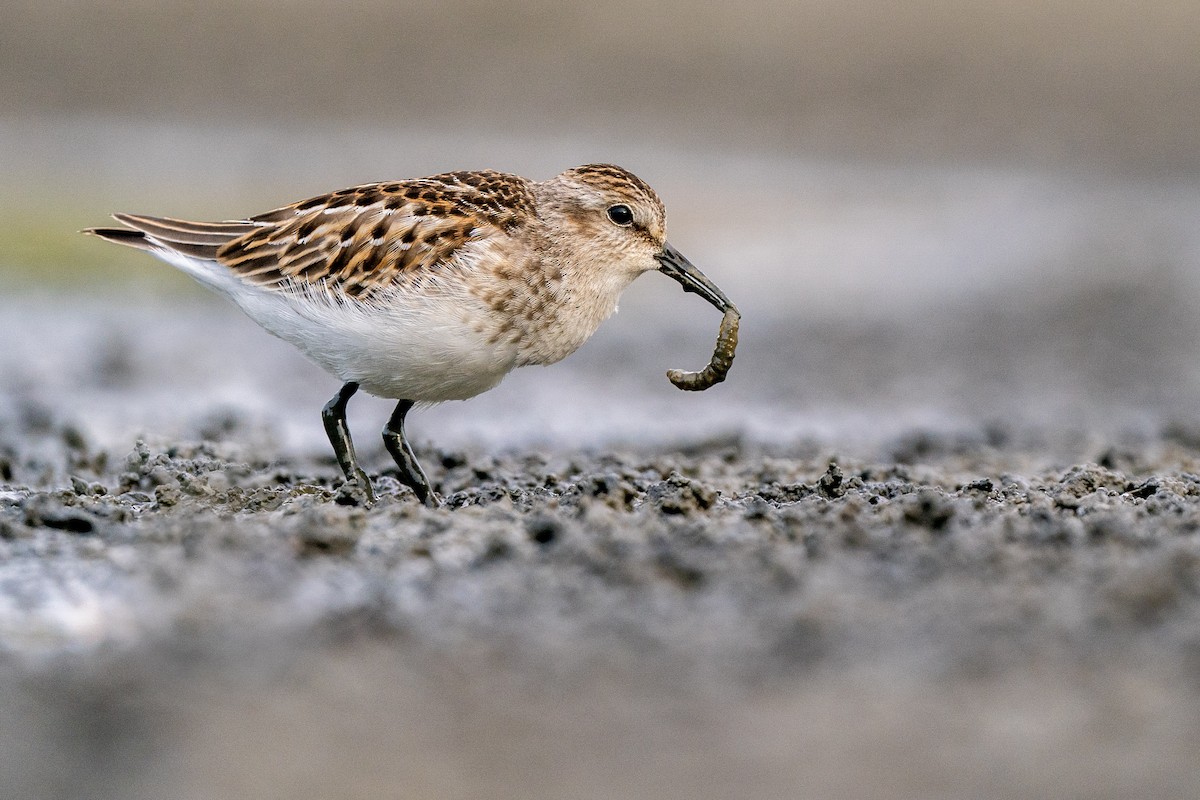 Western Sandpiper - ML608453824