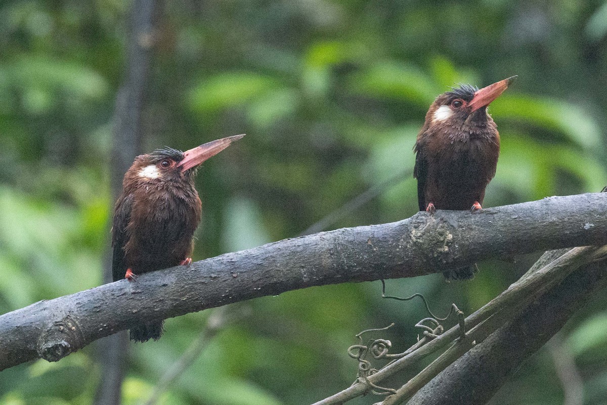 White-eared Jacamar - ML608453847