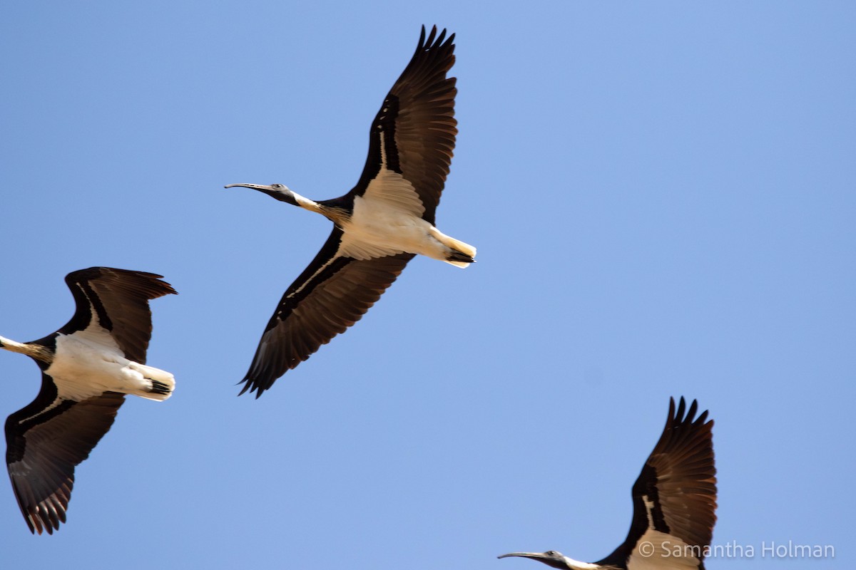 Straw-necked Ibis - ML608453871