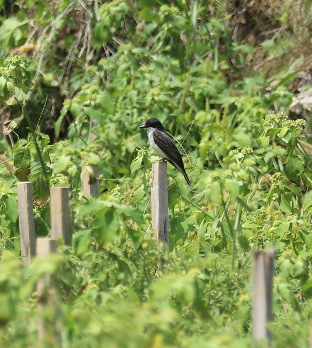 Eastern Kingbird - Ingela Persson