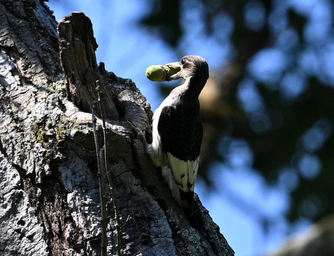 Red-headed Woodpecker - James Markham