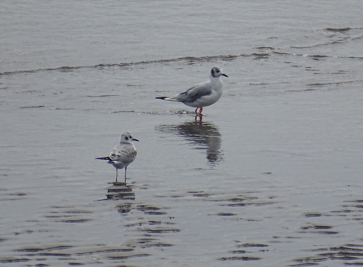 Bonaparte's Gull - ML608454294