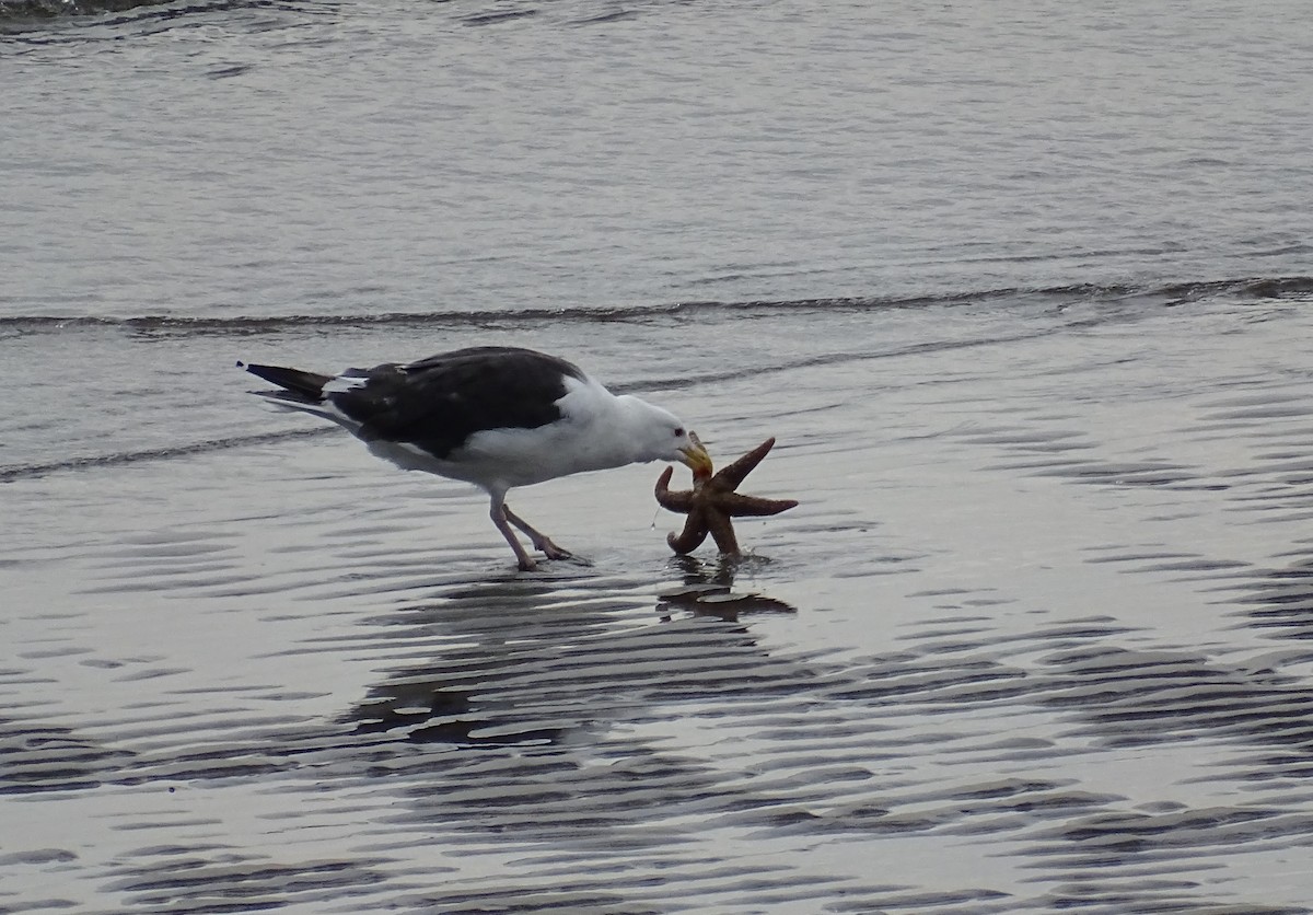 Great Black-backed Gull - ML608454319