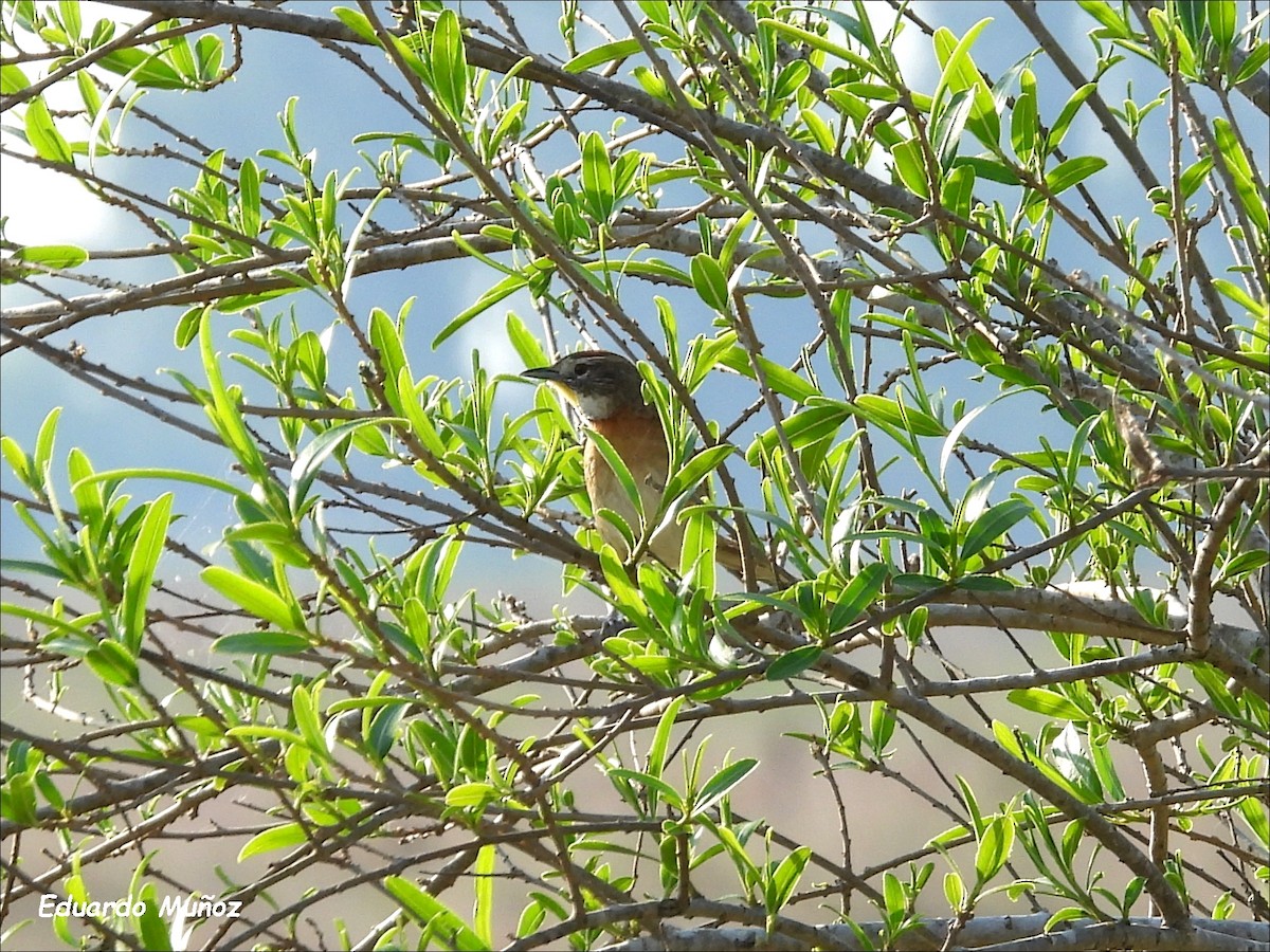 Chotoy Spinetail - ML608454335