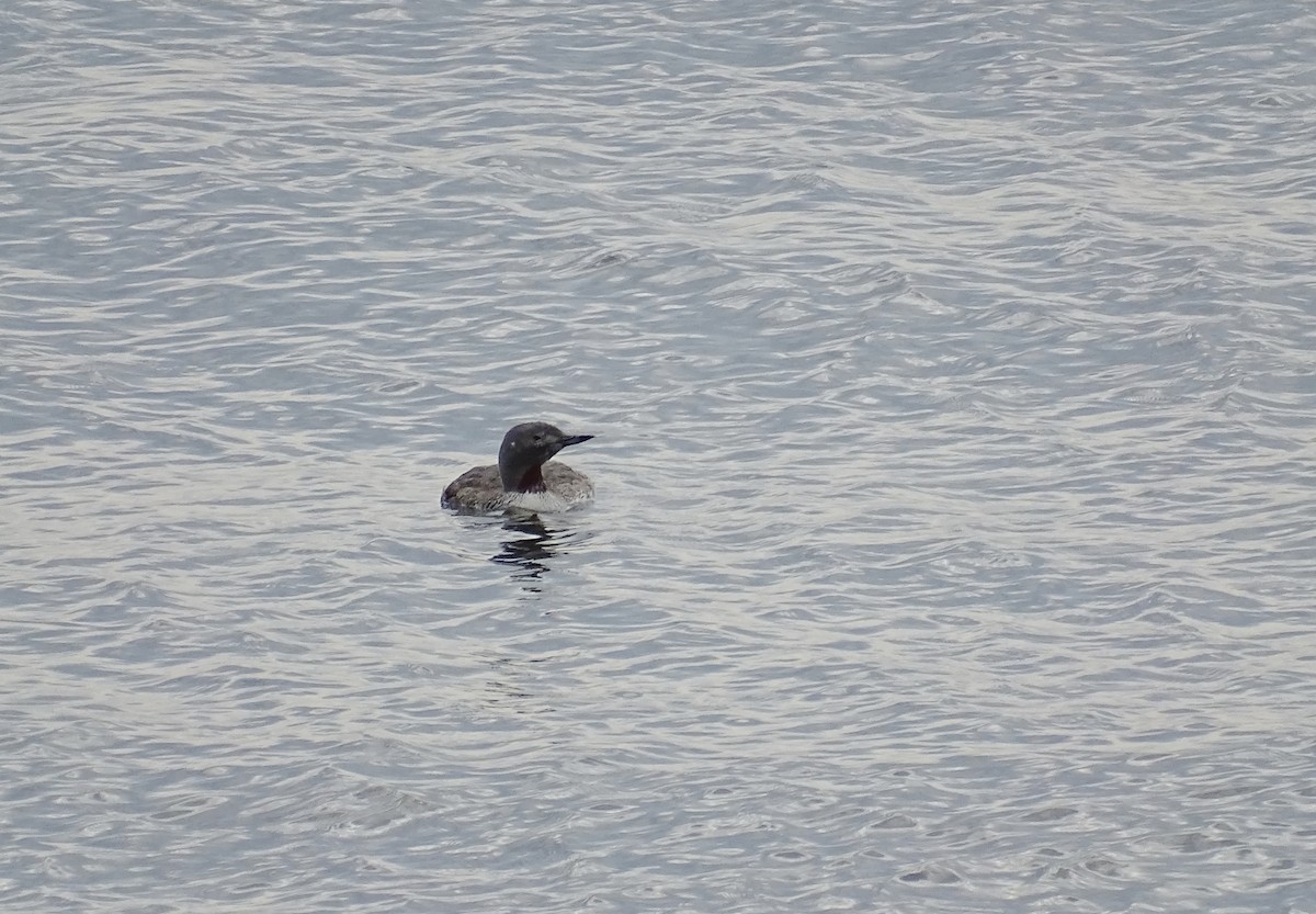 Red-throated Loon - ML608454355