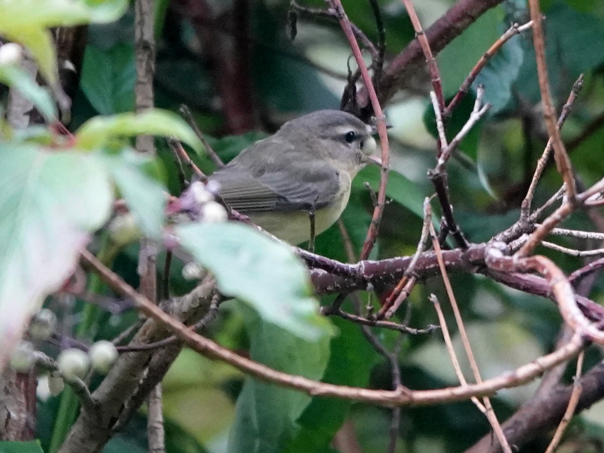 Vireo de Filadelfia - ML608454367