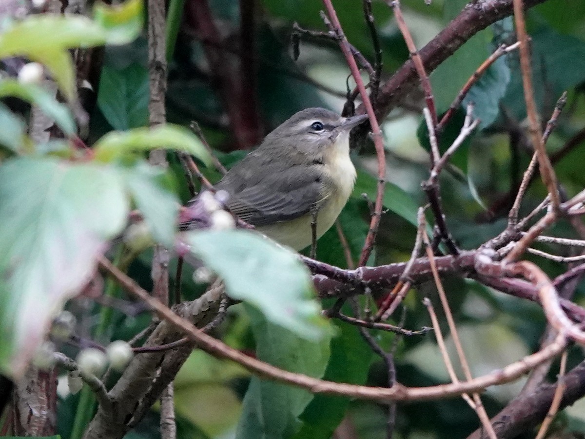 Philadelphia Vireo - ML608454368