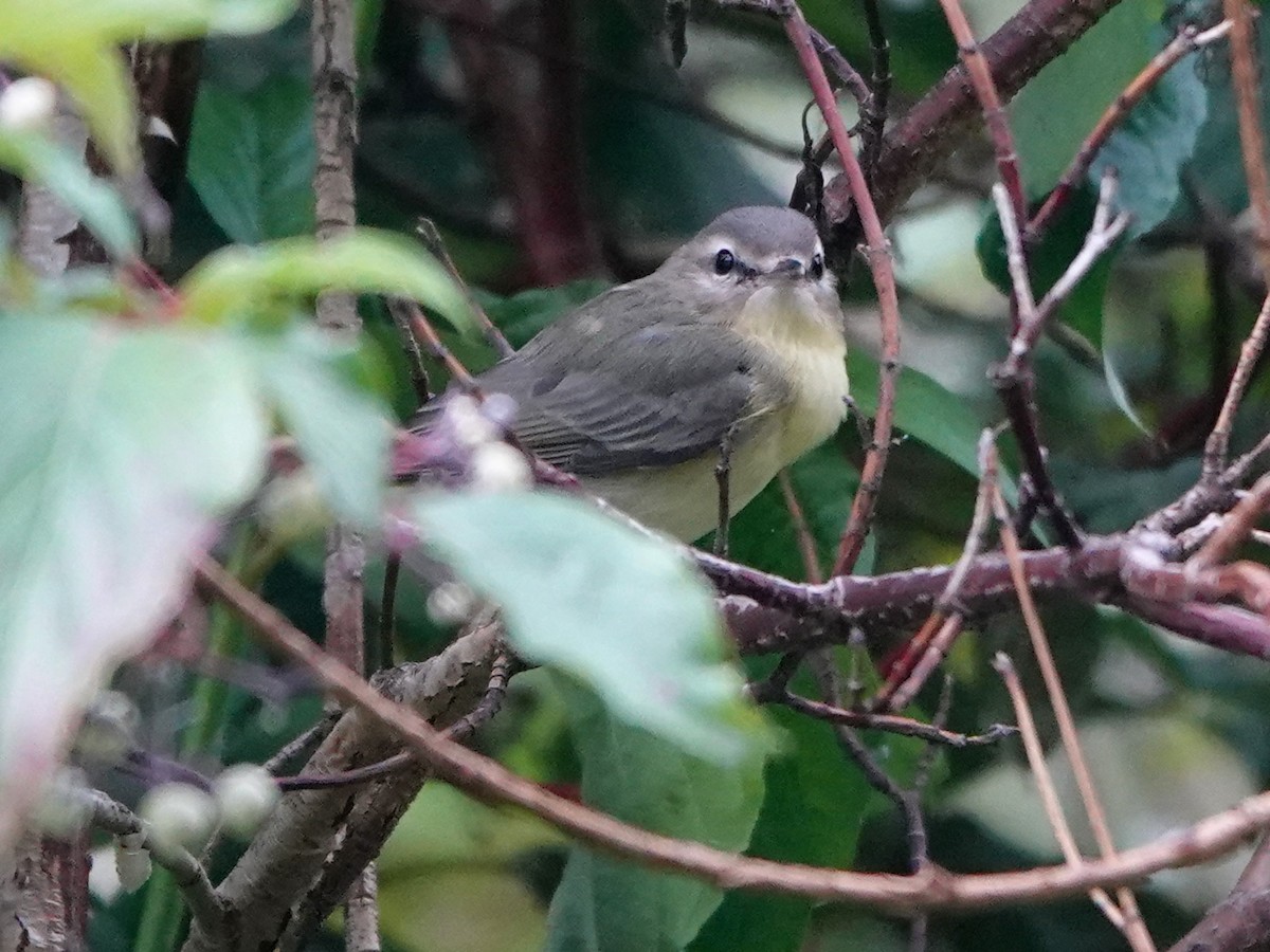 Philadelphia Vireo - ML608454369