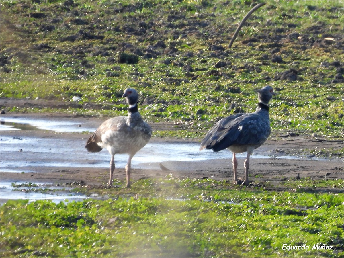 Southern Screamer - ML608454397