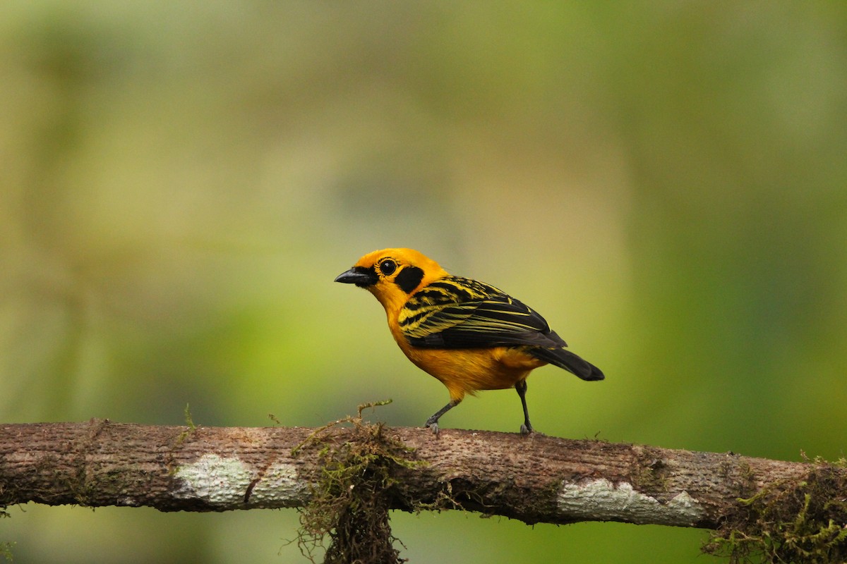 Golden Tanager - ML608454424