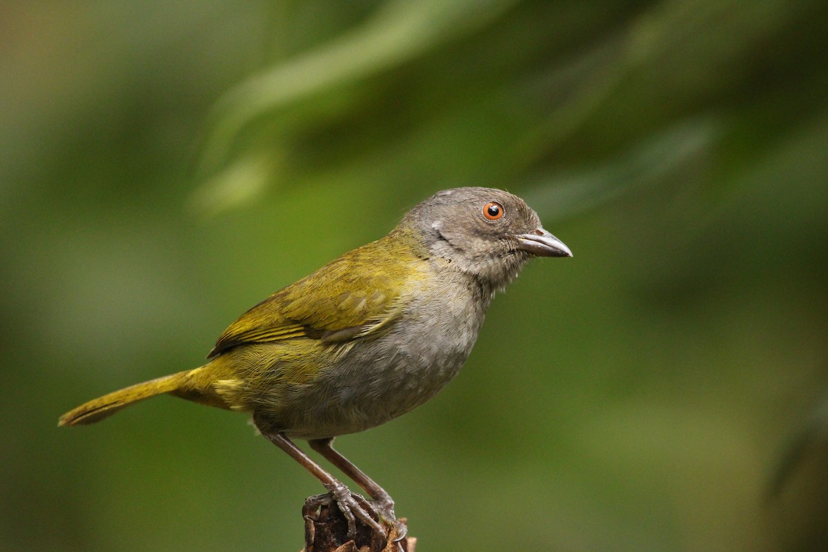 Dusky Chlorospingus - ML608454433