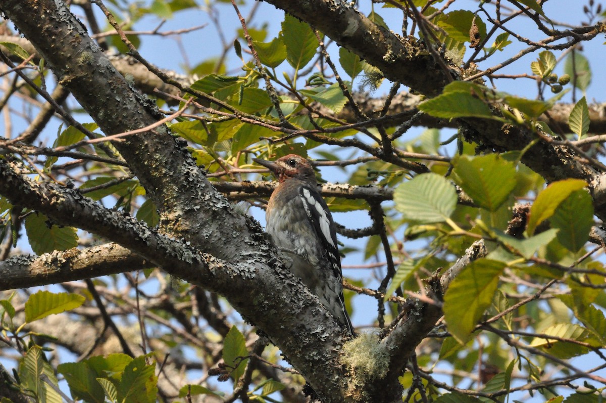 Red-breasted Sapsucker (ruber) - Kuthan Celebi