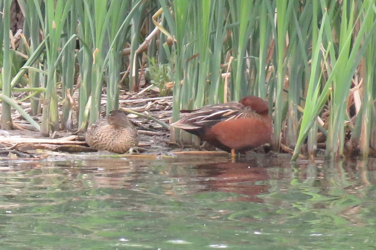 Cinnamon Teal - ML608454506