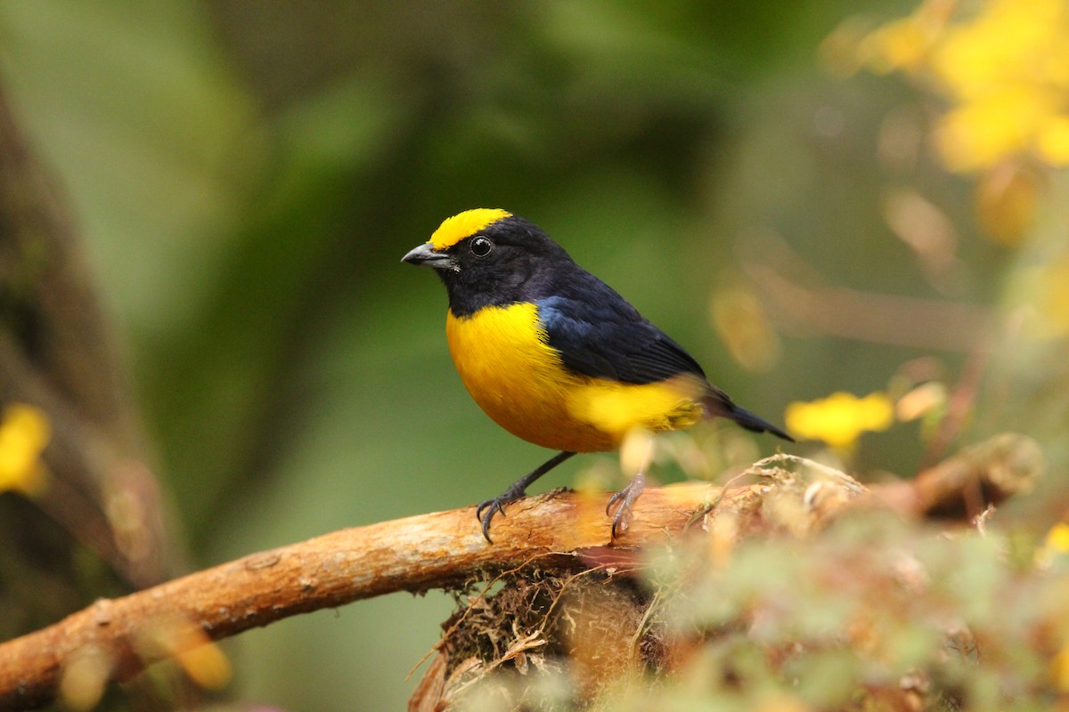 Orange-bellied Euphonia - Hugo Arnal