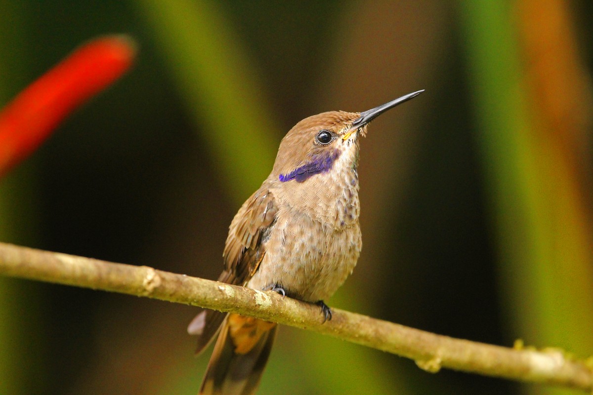 kolibřík fialovouchý - ML608454541