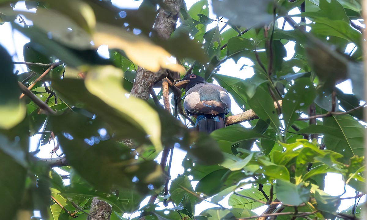 Black-tailed Trogon (Black-tailed) - ML608454555