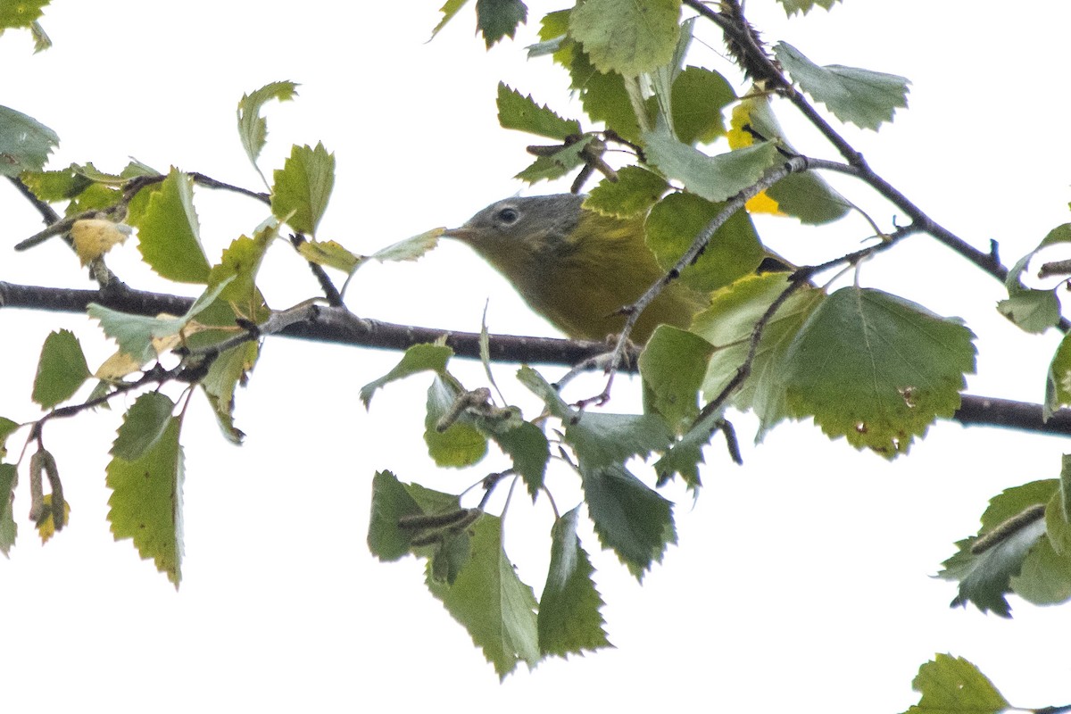 Magnolia Warbler - ML608454627