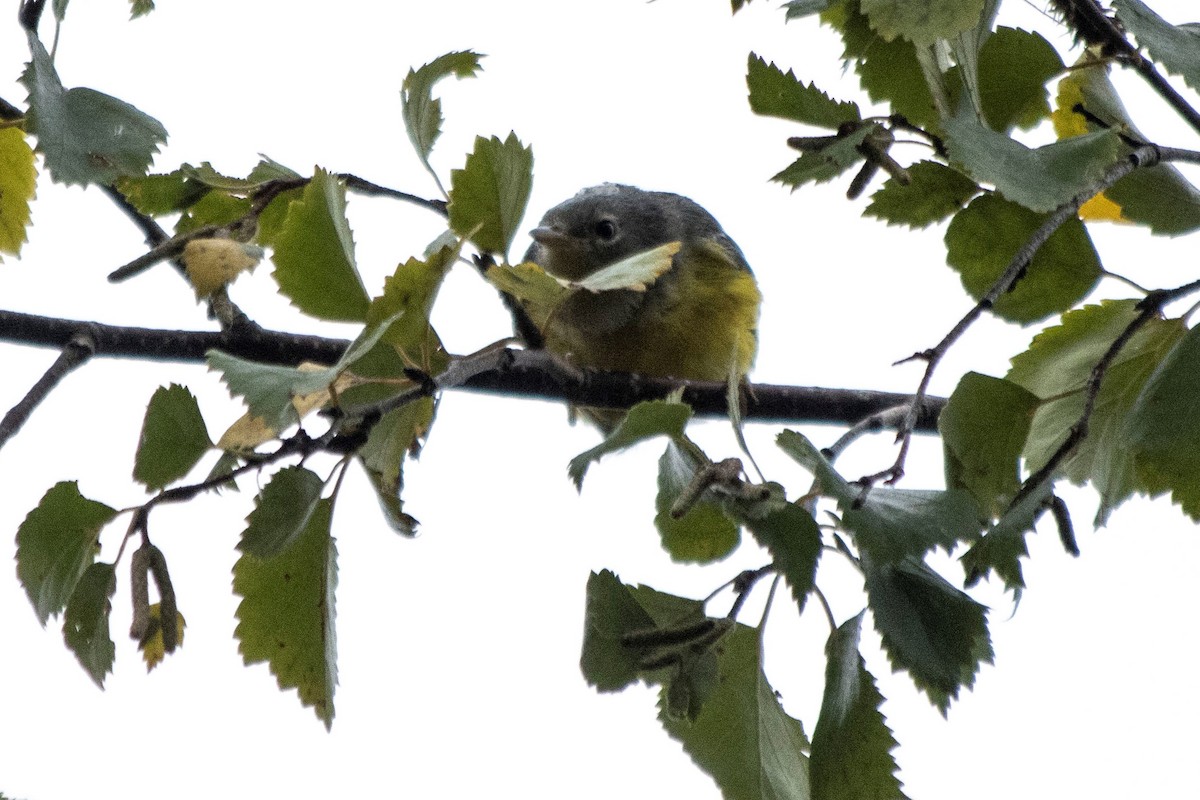 Magnolia Warbler - ML608454628