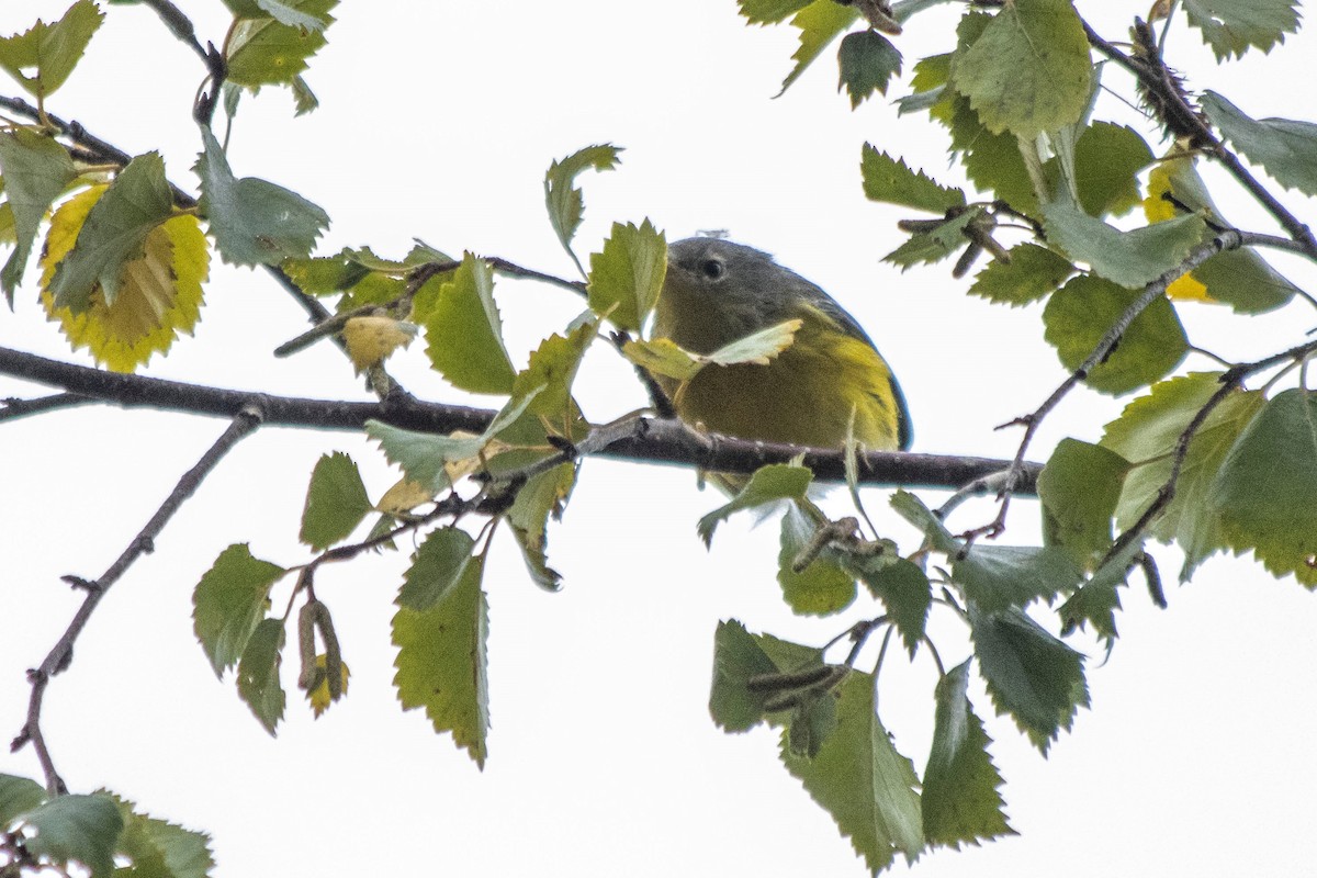 Magnolia Warbler - ML608454629