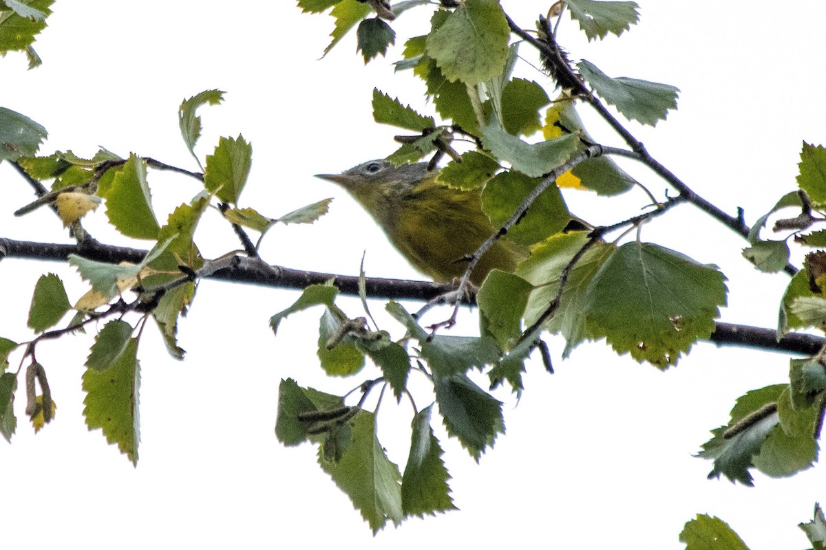 Magnolia Warbler - ML608454630