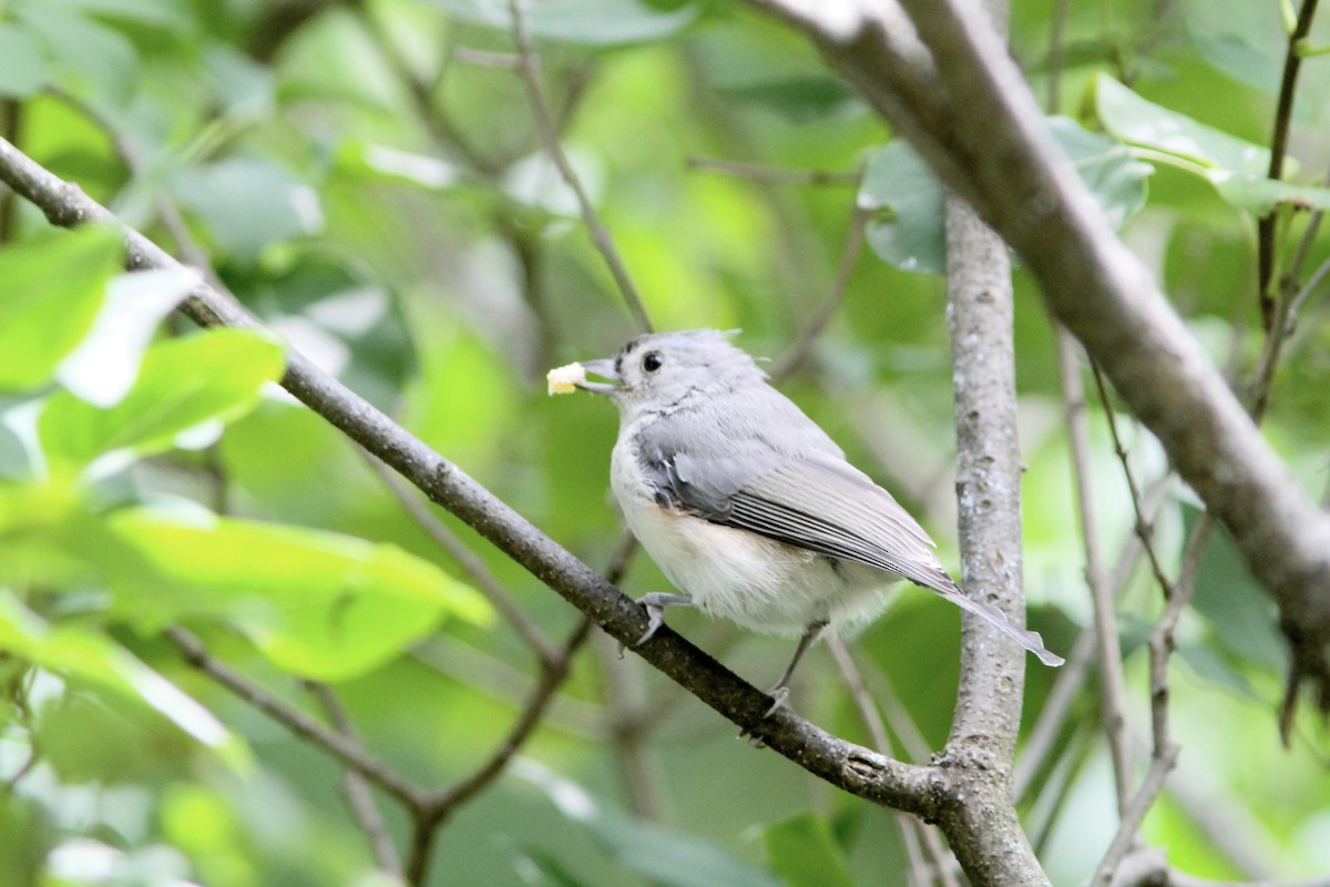 Tufted Titmouse - ML608454638