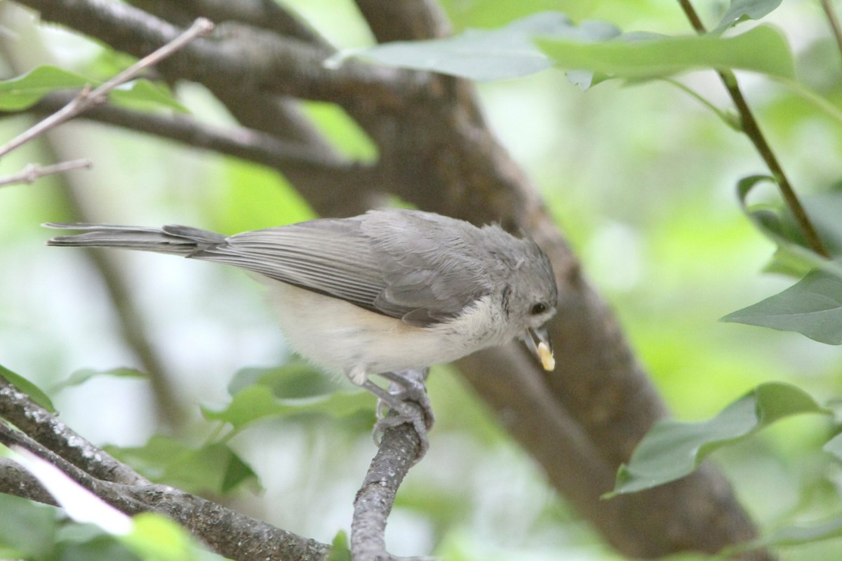 Tufted Titmouse - ML608454644