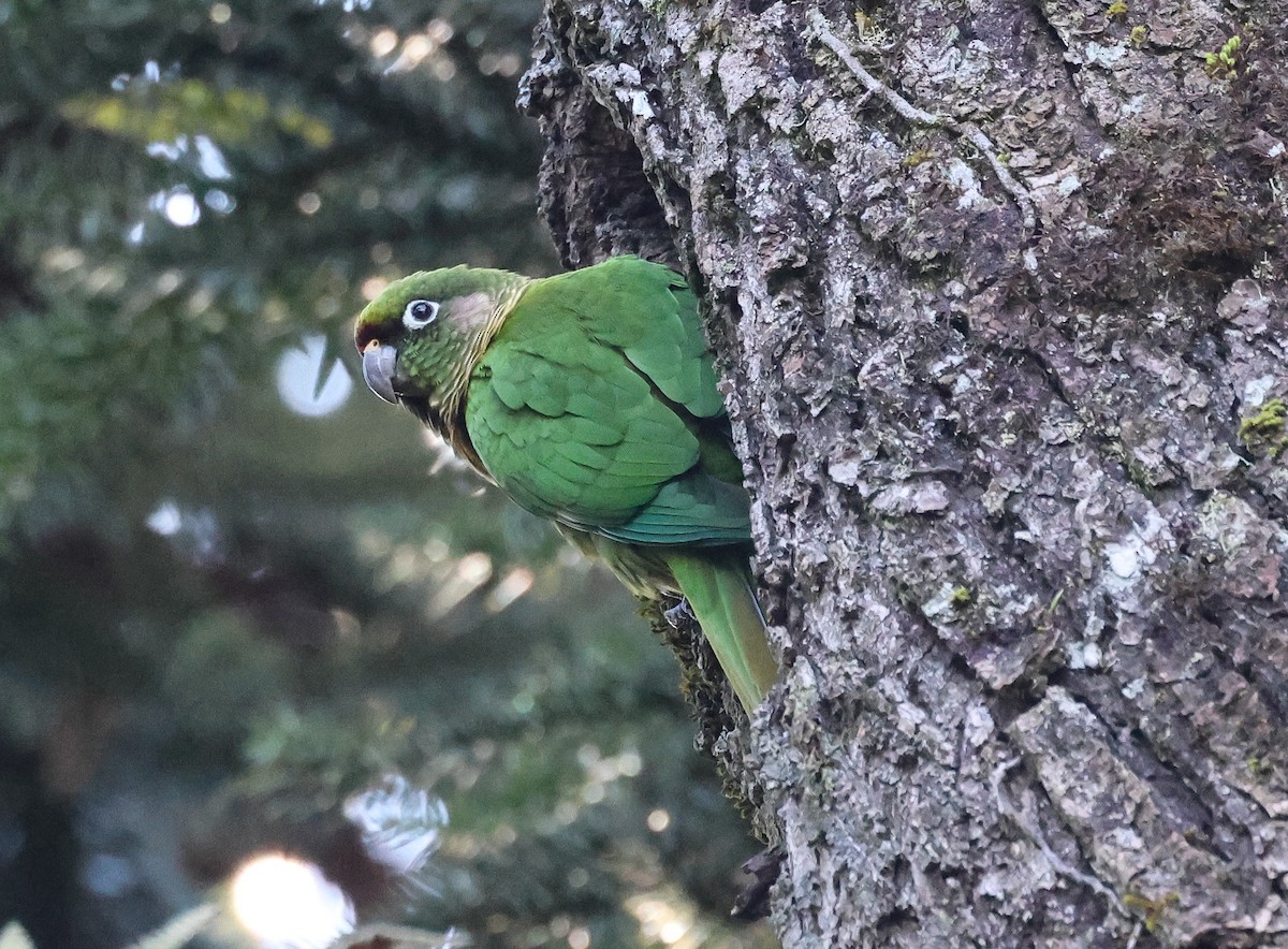 Maroon-bellied Parakeet (Green-tailed) - Pam Rasmussen