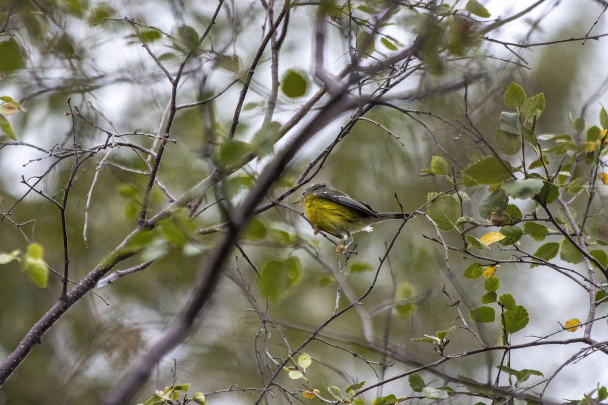 Magnolia Warbler - ML608454653