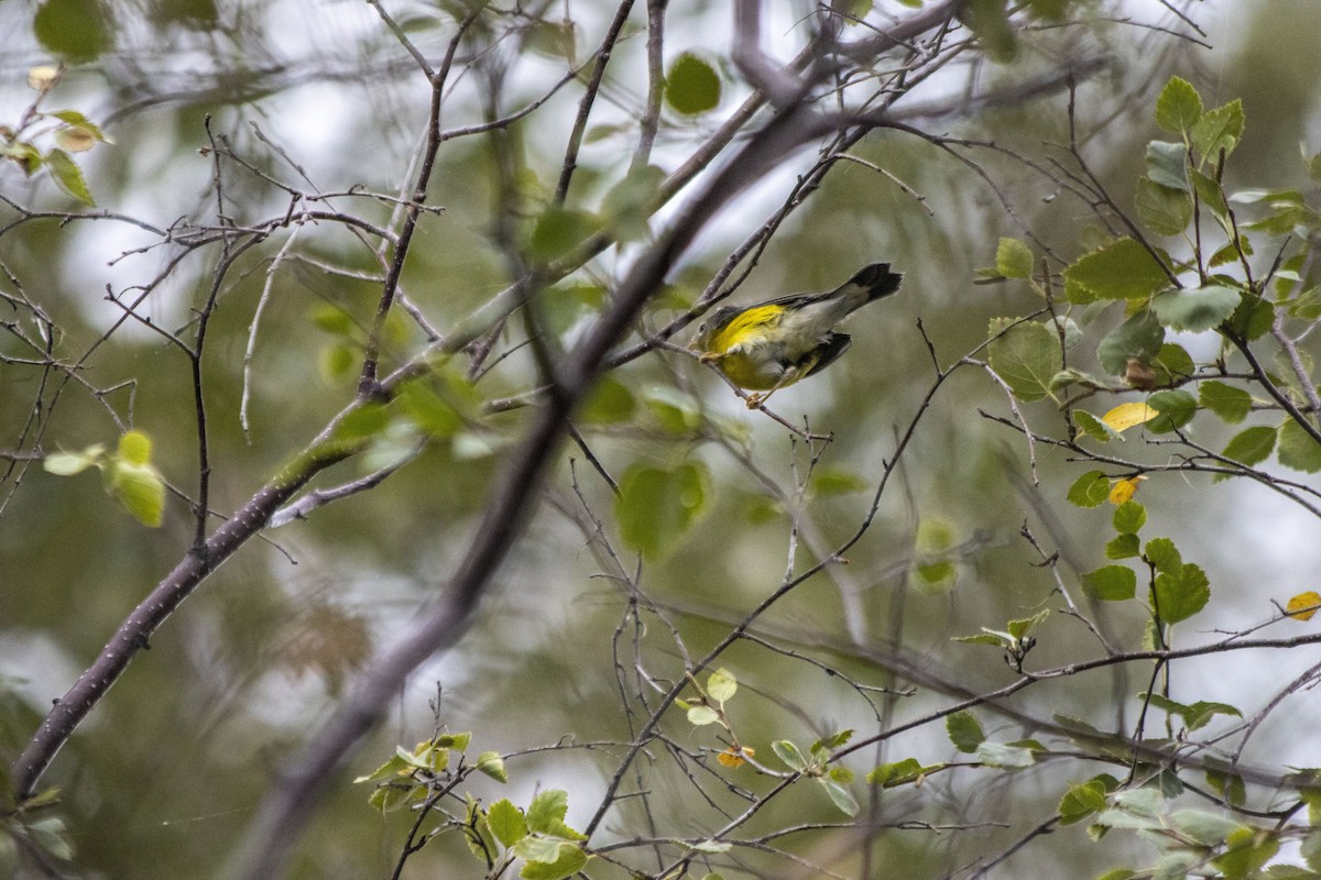 Magnolia Warbler - ML608454654