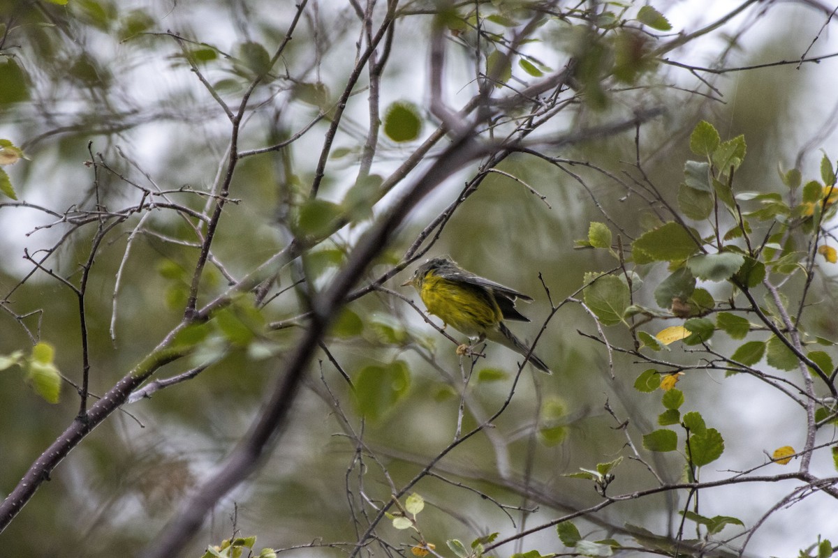 Magnolia Warbler - ML608454655