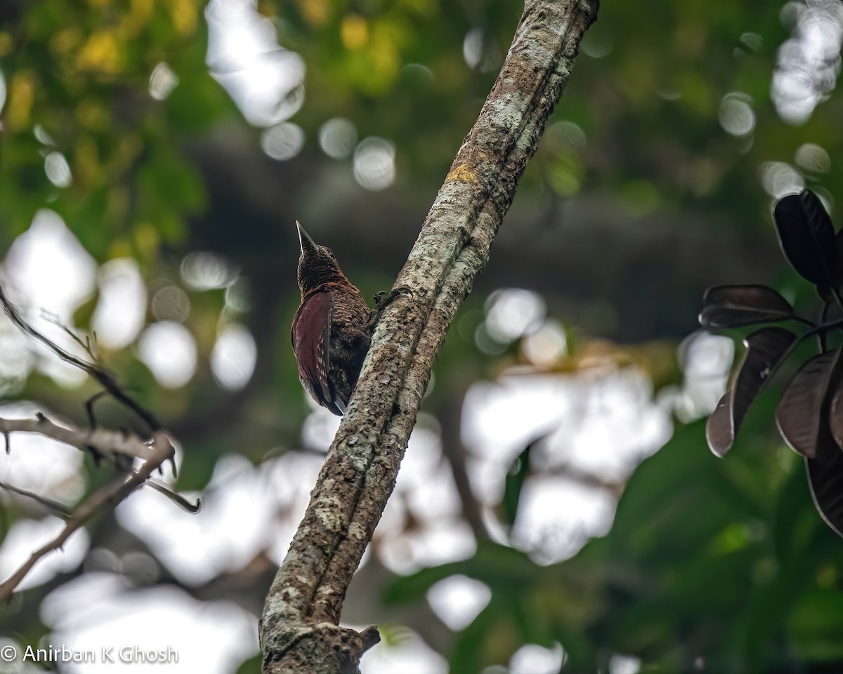 Banded Woodpecker - ML608454729