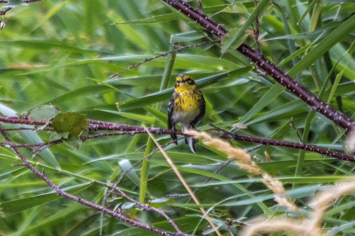 Townsend's Warbler - ML608454761